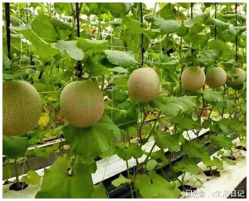 賽罕區(qū) 以初級農(nóng)產(chǎn)品為抓手，加快構建新發(fā)展格局，著力推動高質量發(fā)展